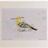 A2 hoopoe