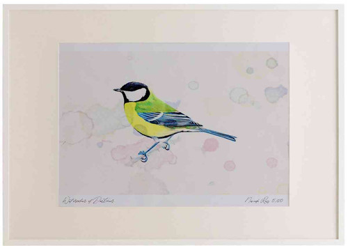 A2 great tit adult.jpg