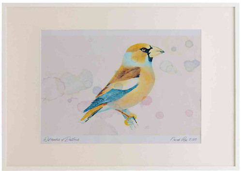 A2 hawfinch female nonbreeding plumage.jpg