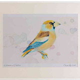 A2 hawfinch female nonbreeding plumage