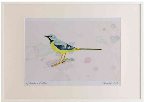 A2 grey wagtail male.jpg