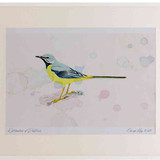 A2 grey wagtail male