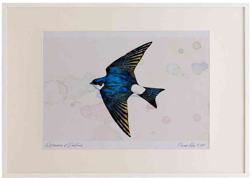 A2 house martin inflight.jpg