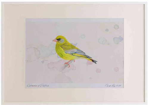 A2 greenfinch male.jpg