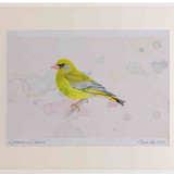 A2 greenfinch male