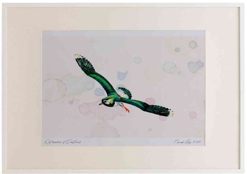 A2 lapwing inflight