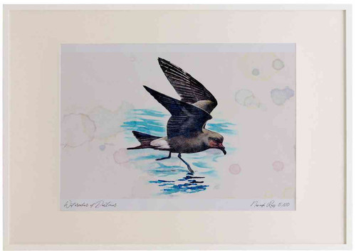 A2 leach s petrel inflight.jpg