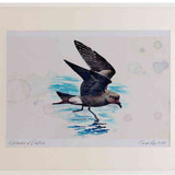 A2 leach s petrel inflight