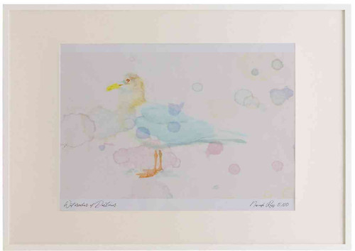 A2 iceland gull adult nonbreeding plumage.jpg