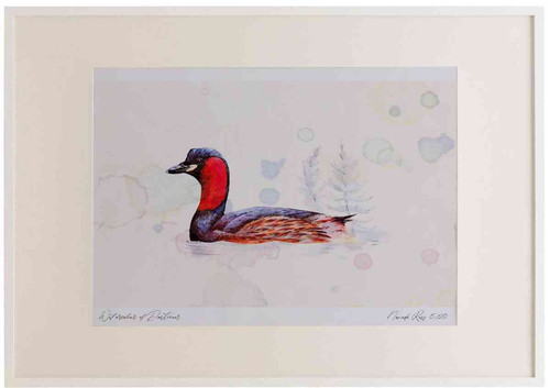 A2 little grebe breeding plumage.jpg