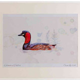 A2 little grebe breeding plumage