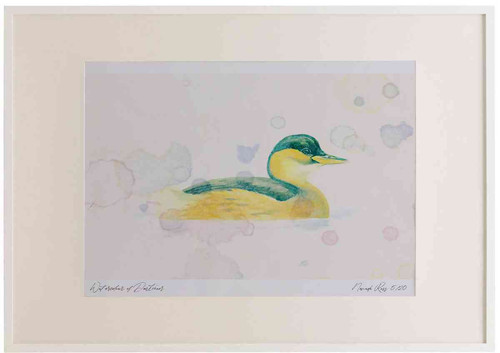 A2 little grebe winter.jpg