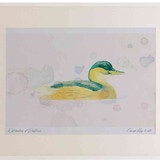 A2 little grebe winter