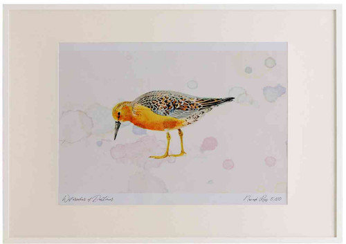 A2 knot breeding plumage