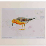 A2 knot breeding plumage