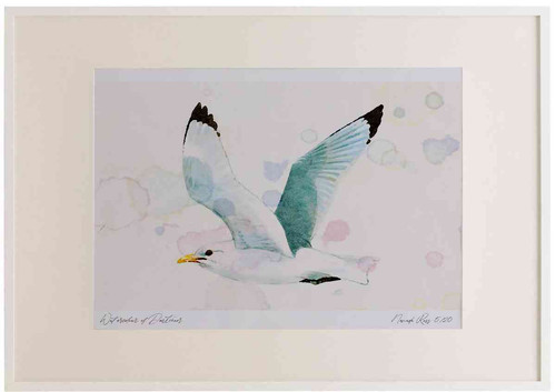 A2 kittiwake adult inflight