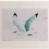 A2 kittiwake adult inflight