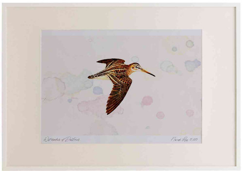 A2 jack snipe inflight.jpg