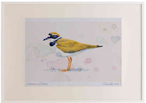 A2 little ringed plover adult breeding plumage.jpg