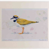 A2 little ringed plover adult breeding plumage