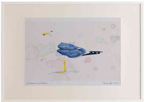A2 lesser black backed gull adult.jpg