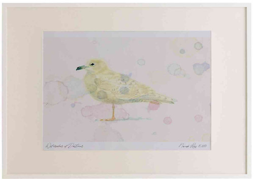 A2 iceland gull firstwinter.jpg