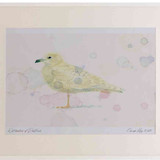 A2 iceland gull firstwinter