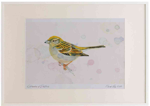 A2 house sparrow adult female.jpg