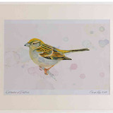 A2 house sparrow adult female