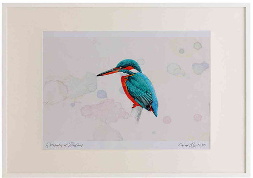 A2 kingfisher.jpg