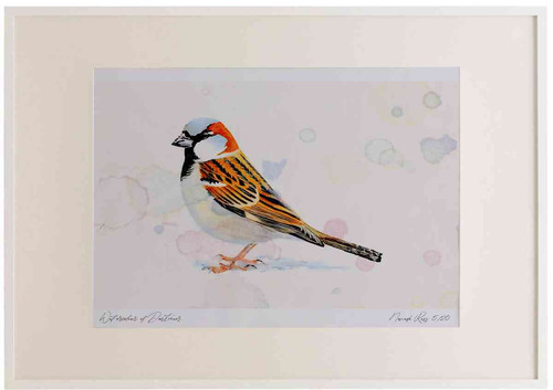 A2 house sparrow adult male.jpg