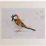 A2 house sparrow adult male