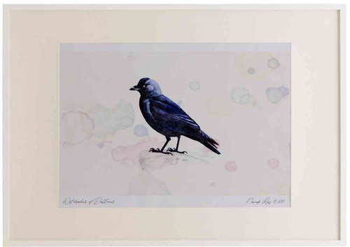 A2 jackdaw.jpg