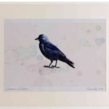 A2 jackdaw