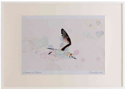 A2 little gull firstwinter inflight.jpg