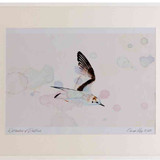 A2 little gull firstwinter inflight