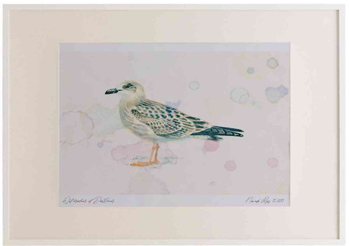 A2 lesser black backed gull juvenile.jpg