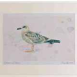 A2 lesser black backed gull juvenile