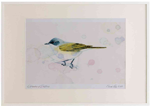 A2 lesser whitethroat.jpg