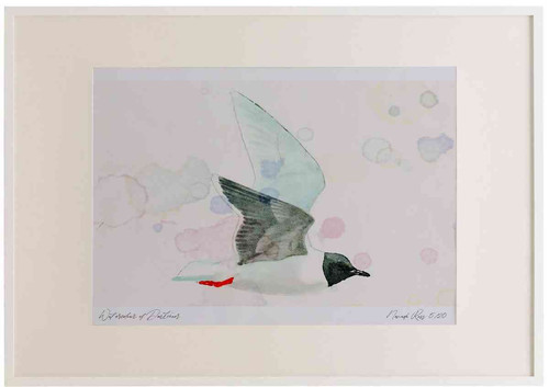 A2 little gull adult breeding plumage.jpg