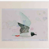A2 little gull adult breeding plumage