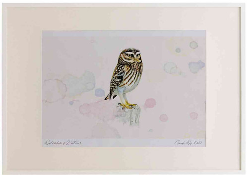 A2 little owl adult.jpg