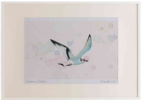 A2 kittiwake juvenile inflight