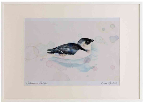 A2 little auk swimming.jpg