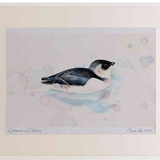 A2 little auk swimming