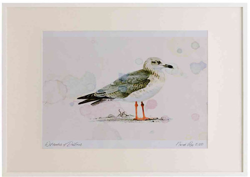 A2 lesser black backed gull secondwinter.jpg
