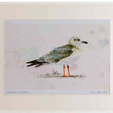 A2 lesser black backed gull secondwinter