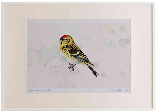 A2 lesser redpoll.jpg