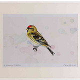 A2 lesser redpoll