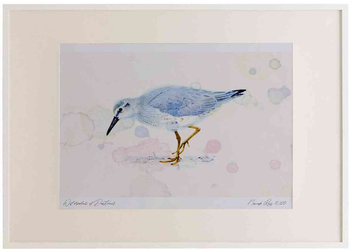 A2 knot winterplumage.jpg